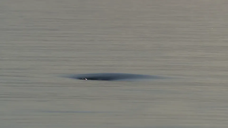 AI video · wildlife sequence